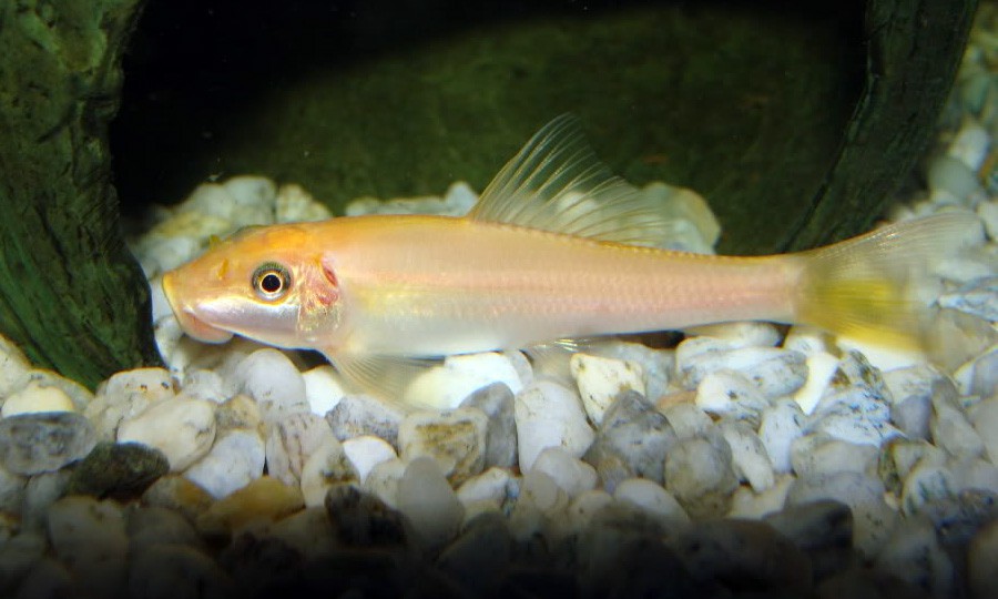Gyrinocheilus Aymonieri 2