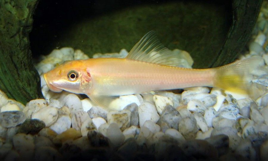 Gyrinocheilus Aymonieri 2