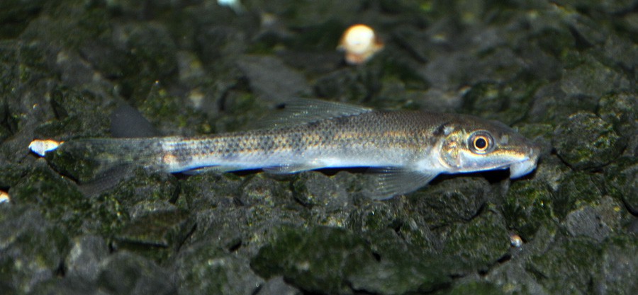 Gyrinocheilus Aymonieri 3