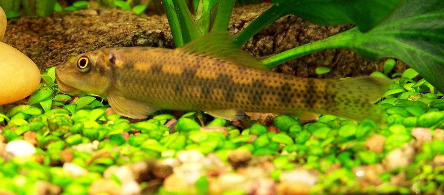 Gyrinocheilus Aymonieri 4