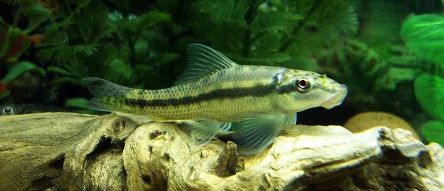 Gyrinocheilus Aymonieri 5