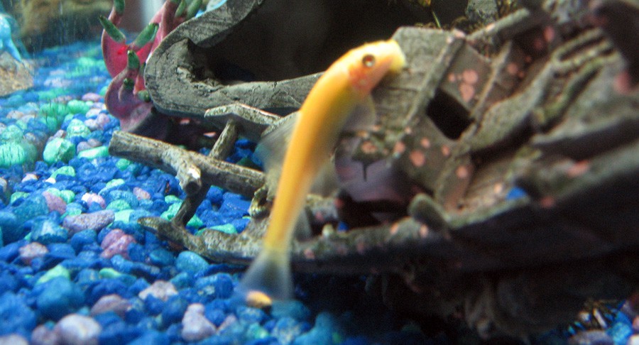 Gyrinocheilus Aymonieri 6