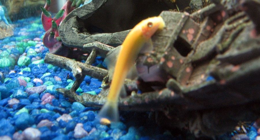 Gyrinocheilus Aymonieri 6