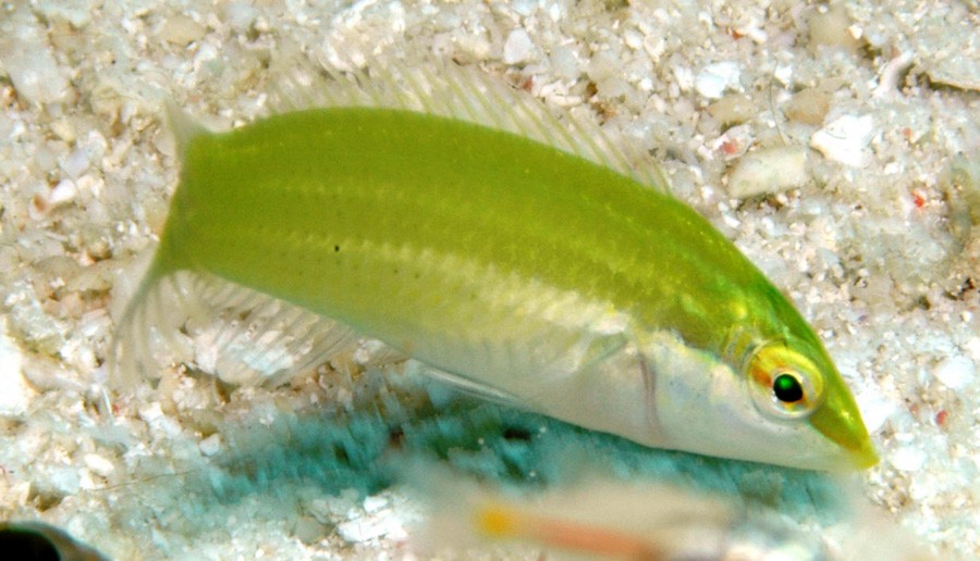 Lábrido Pastel Verde