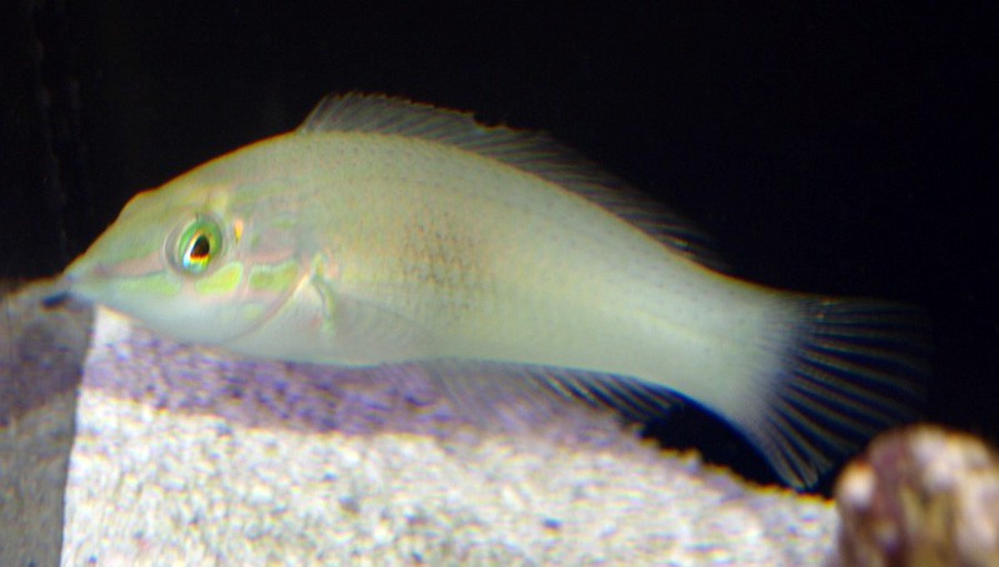 Halichoeres Chloropterus 2