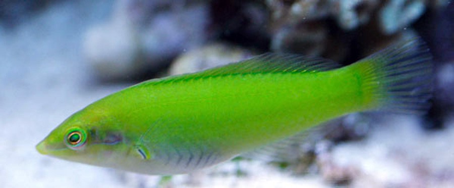 Halichoeres Chloropterus 3