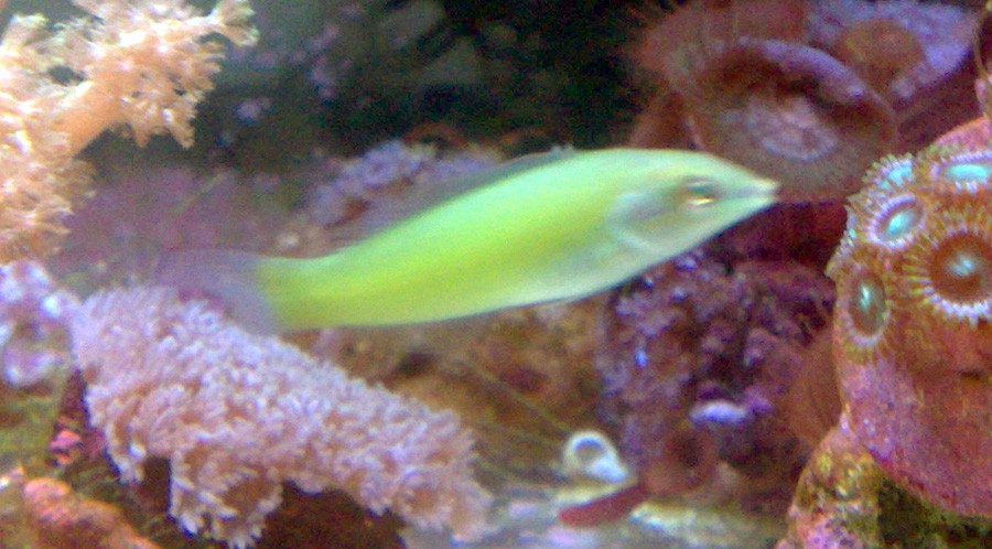 Halichoeres Chloropterus 4