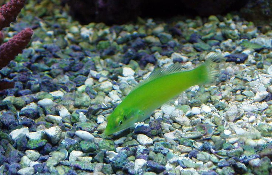 Halichoeres Chloropterus 5