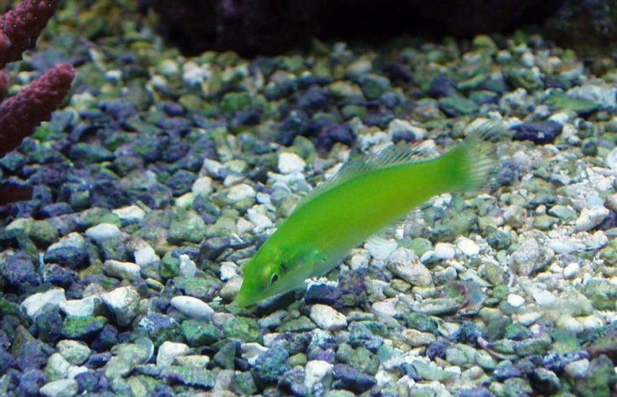 Halichoeres Chloropterus 5