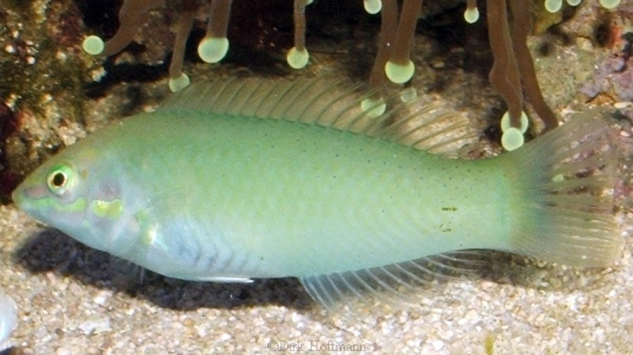 Halichoeres Chloropterus 6