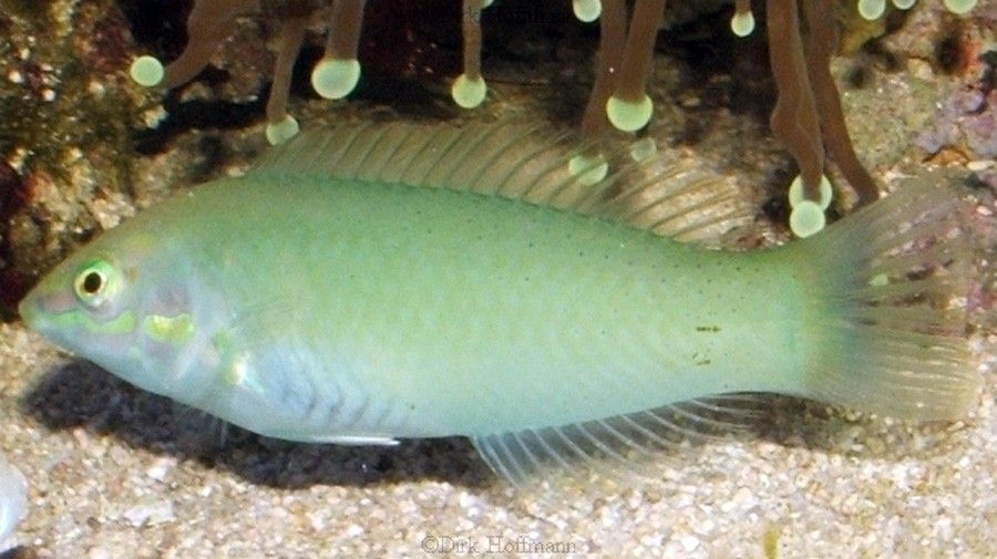 Halichoeres Chloropterus 6
