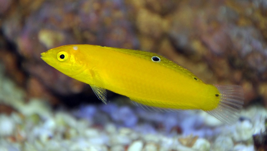Halichoeres Chrysus 2