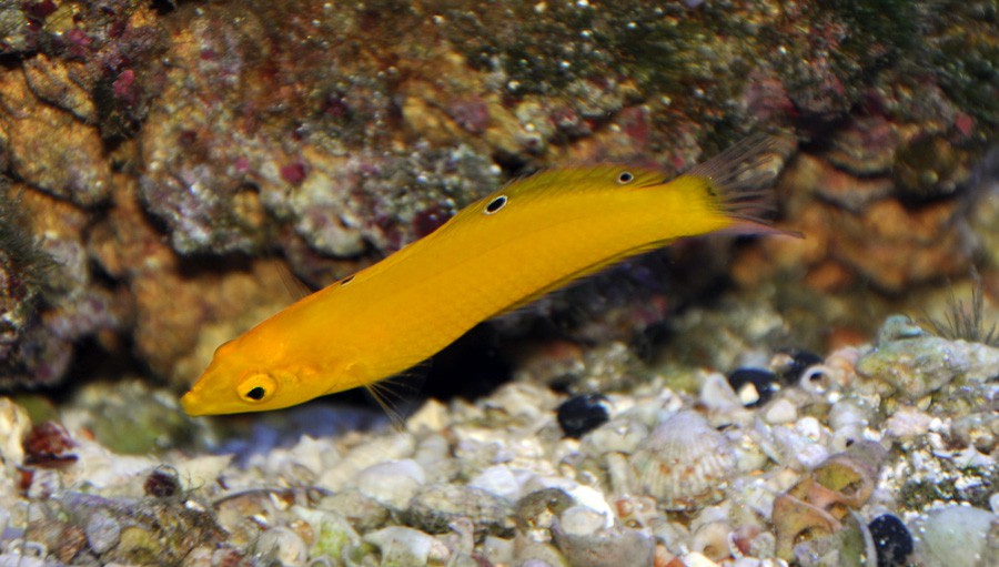 Halichoeres Chrysus 3