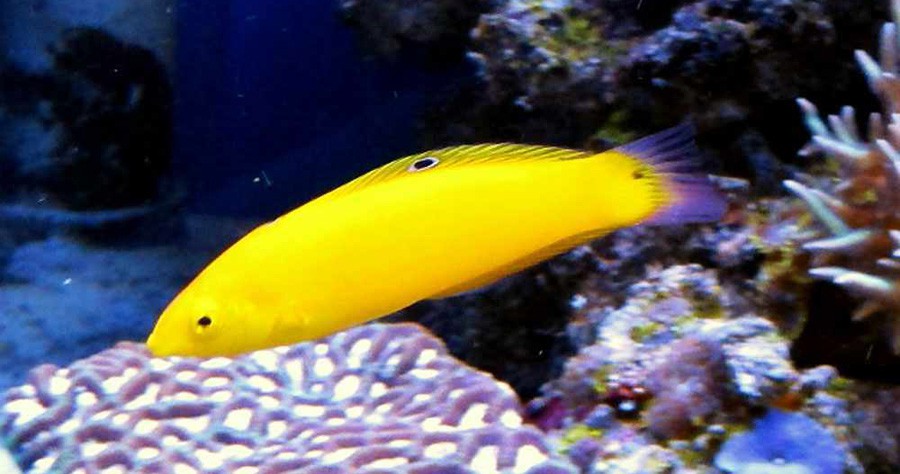 Halichoeres Chrysus 4