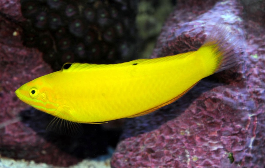 Halichoeres Chrysus 5