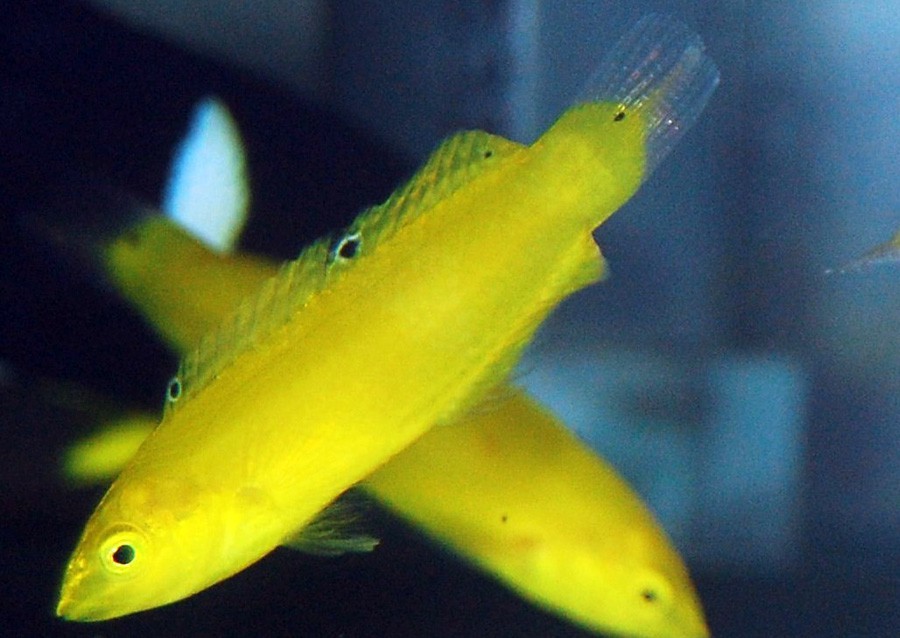 Halichoeres Chrysus 6