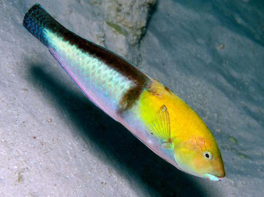 Lábrido de Cabeza Amarilla