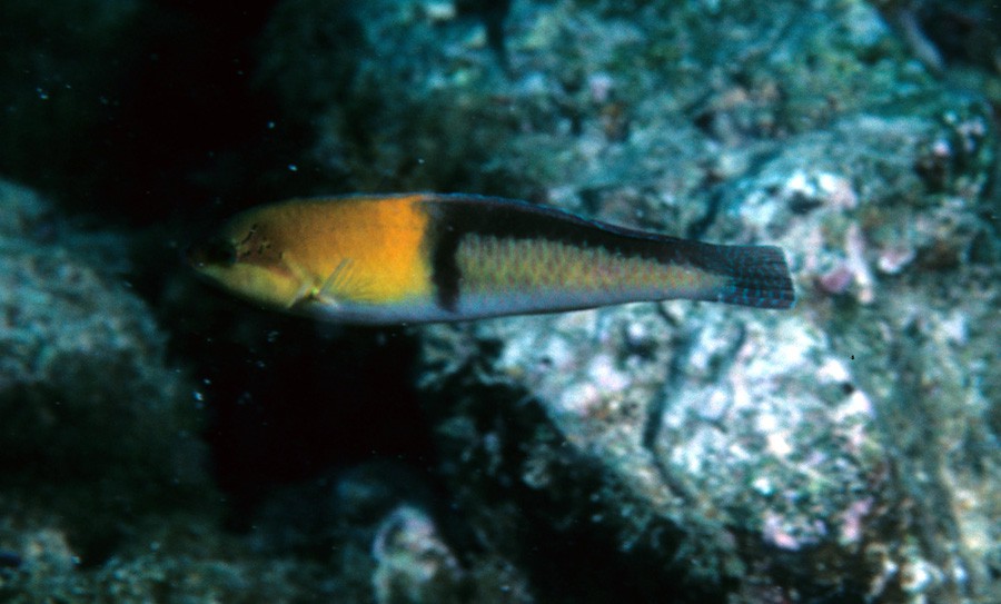 Halichoeres Garnoti 2