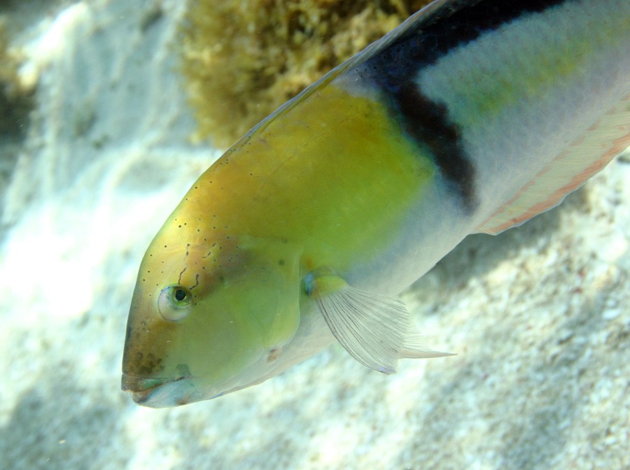 Halichoeres Garnoti 3