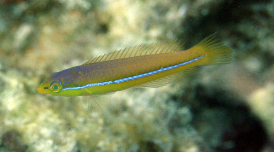 Halichoeres Garnoti 4