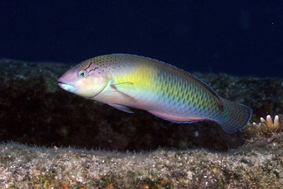 Halichoeres Garnoti 5