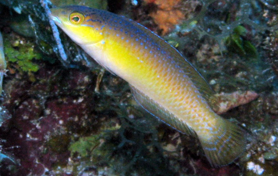 Halichoeres Garnoti 6