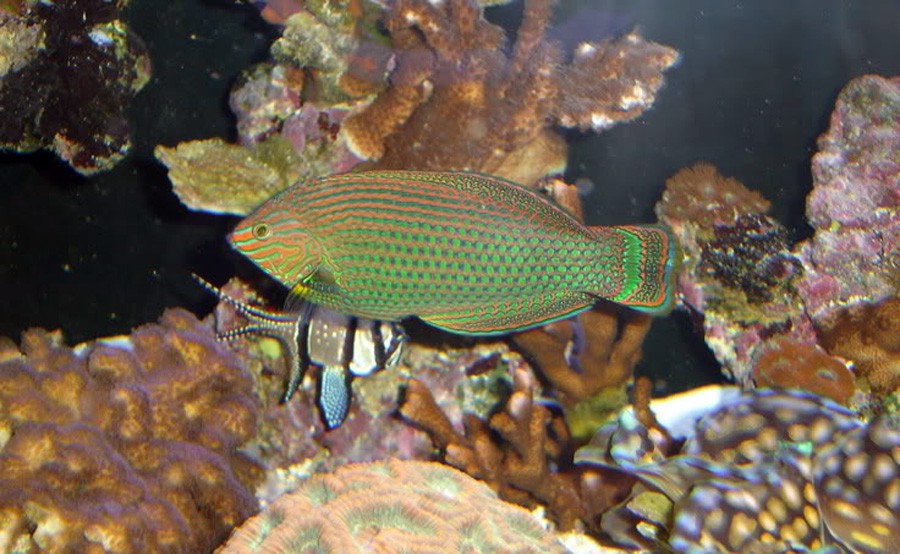 Halichoeres Marginatus 2