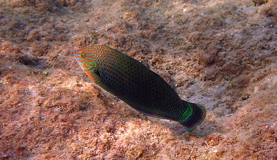 Halichoeres Marginatus 3
