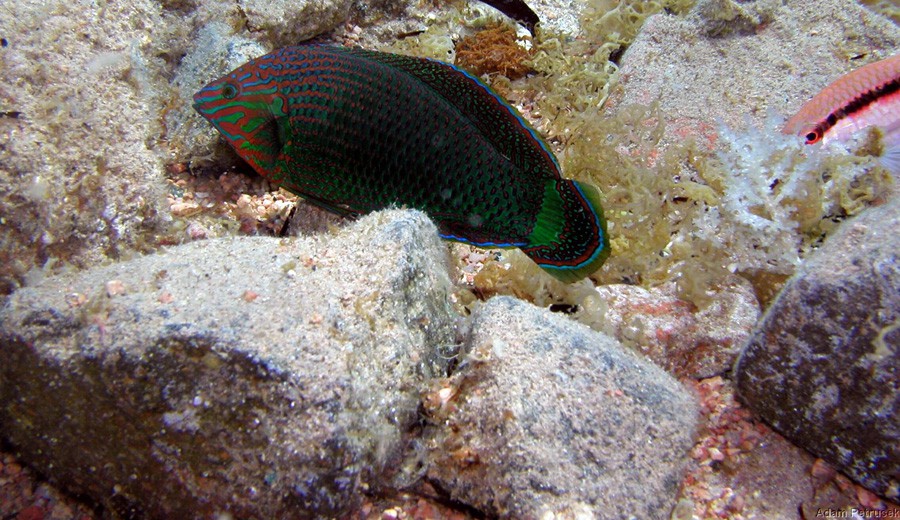 Halichoeres Marginatus 4