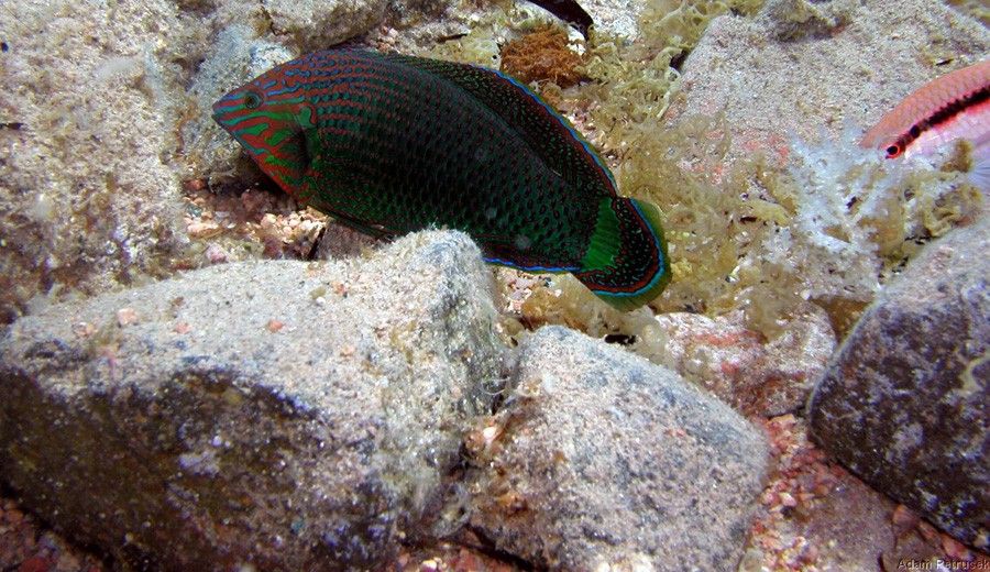 Halichoeres Marginatus 4