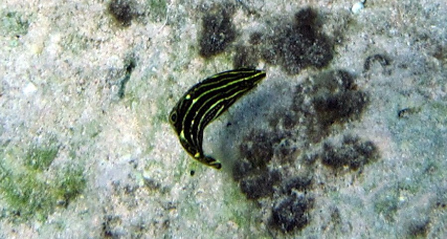 Halichoeres Marginatus 5