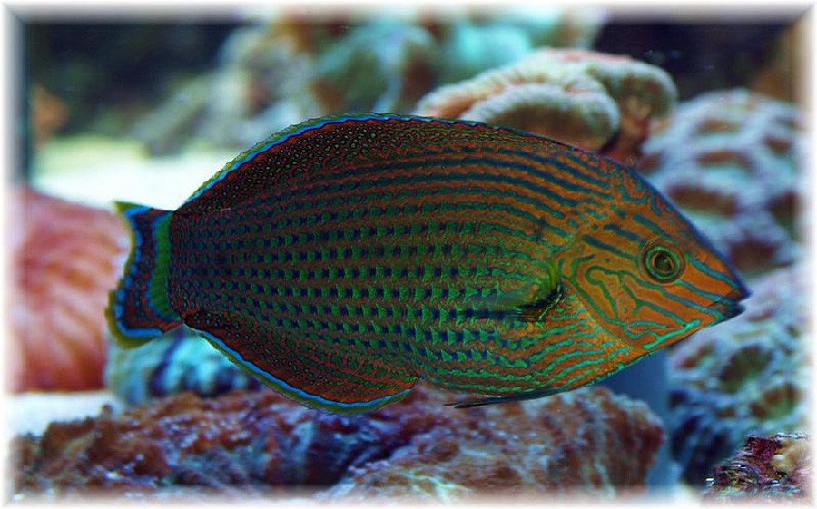 Halichoeres Marginatus 6