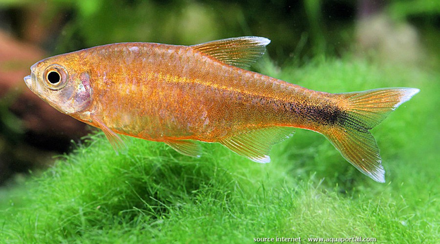 Tetra Cobre