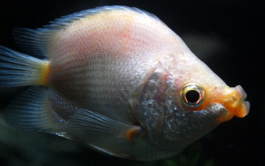 Helostoma Temminckii 2