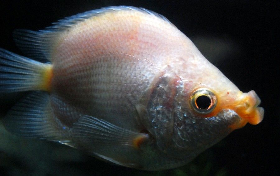 Helostoma Temminckii 2