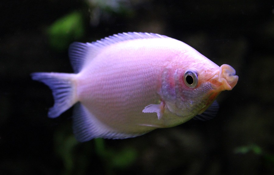 Helostoma Temminckii 3