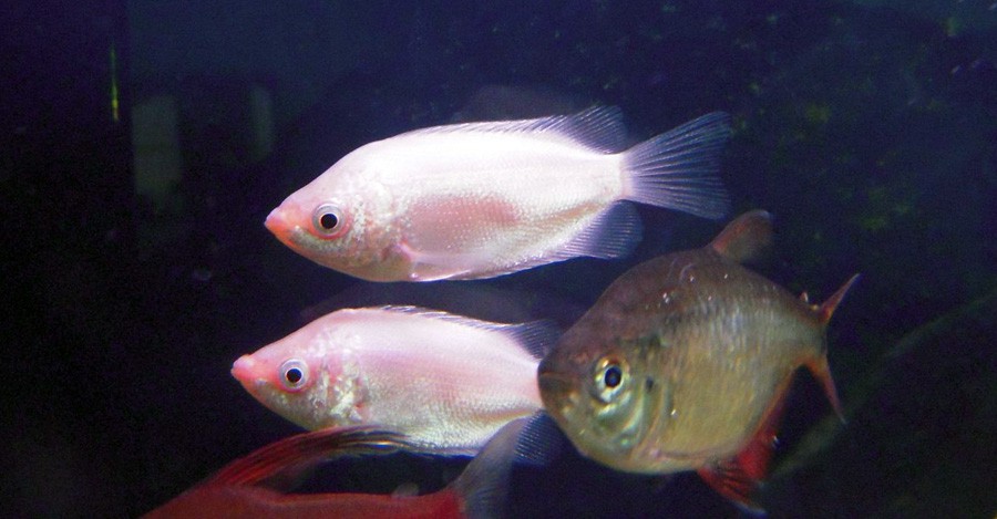 Helostoma Temminckii 4