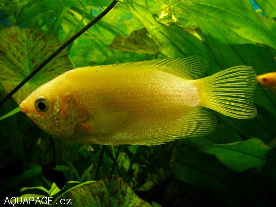 Helostoma Temminckii 5