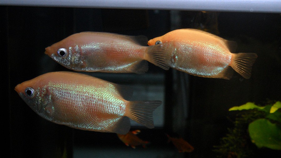 Helostoma Temminckii 6