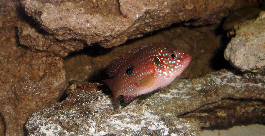 Hemichromis Bimaculatus 2