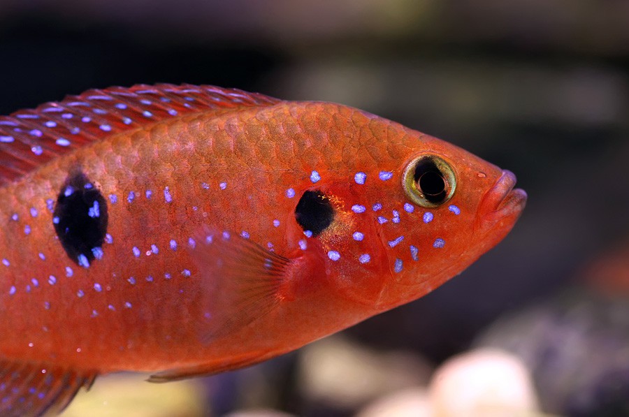 Hemichromis Bimaculatus 3