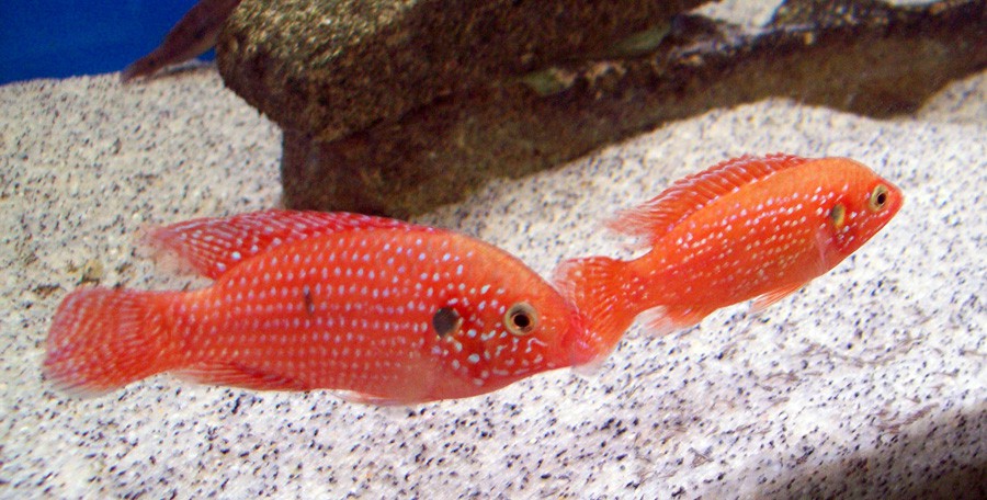 Hemichromis Bimaculatus 4