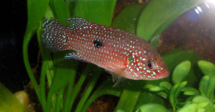 Hemichromis Bimaculatus 5