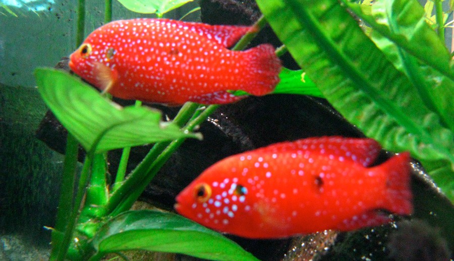 Hemichromis Bimaculatus 6