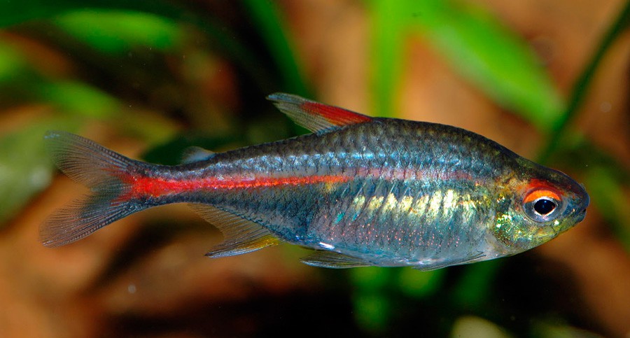 Tetra Luminoso
