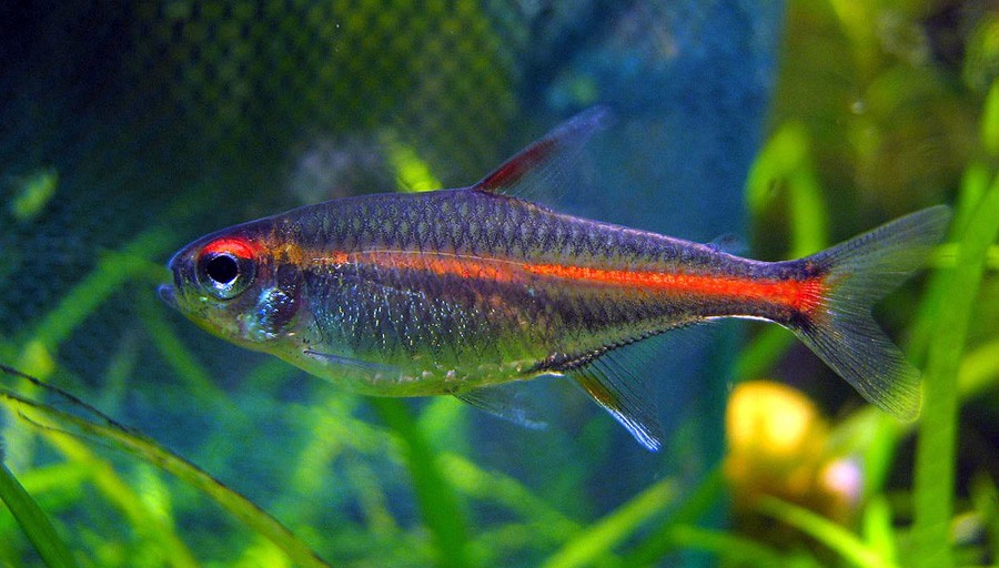 Hemigrammus Erythrozonus 2