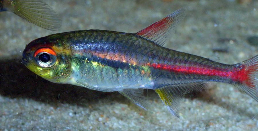 Hemigrammus Erythrozonus 3