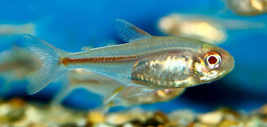 Hemigrammus Erythrozonus 4
