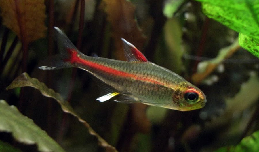 Hemigrammus Erythrozonus 5