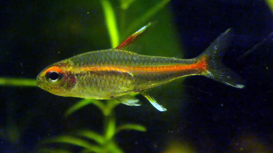 Hemigrammus Erythrozonus 6
